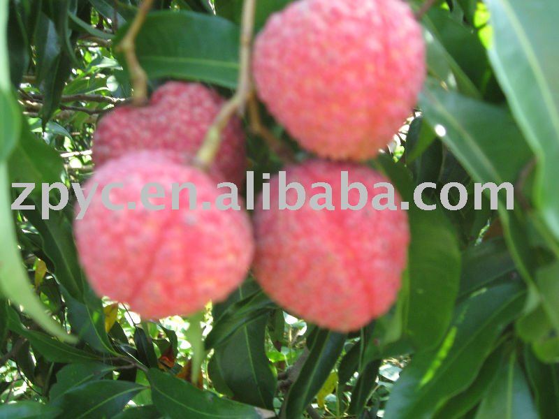 lychee
