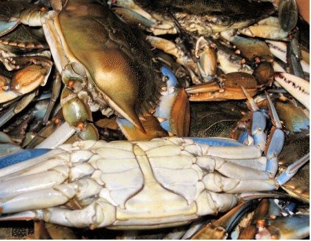 Live Blue Crabs SMALL MALES