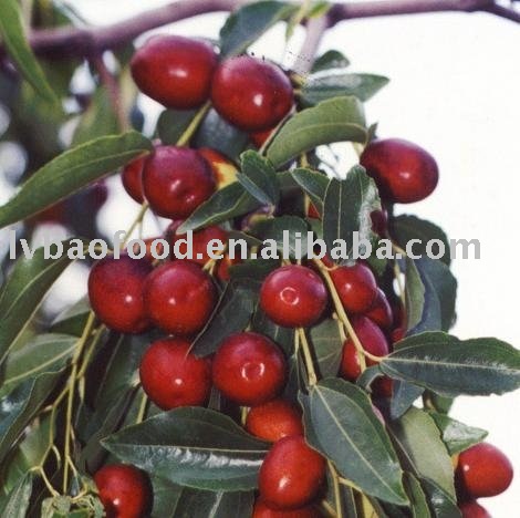ziziphus jujuba