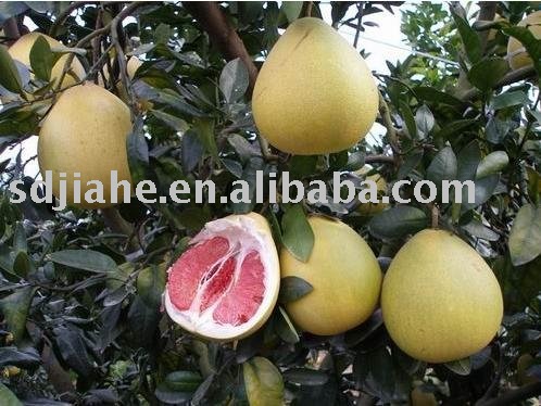 honey pomelo