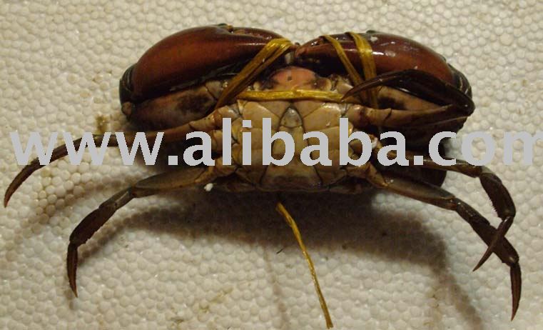 Live Mud Crabs and Crab Shells