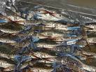 Live Or Frozen Blue Swimming Crab