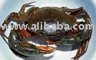 Mud crab, Green lobster