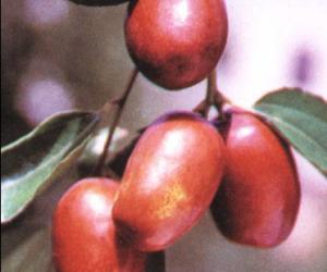 jujube