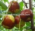 Fresh jujube
