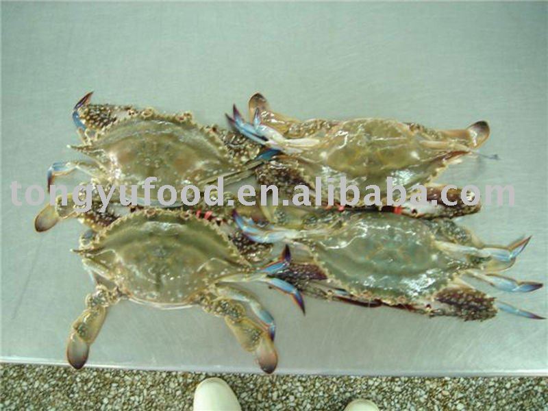 whole frozen swimming crab
