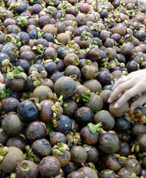 Fresh  Mangosteen for sale
