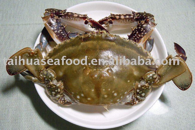 Swimming Crab ( Dorippe )