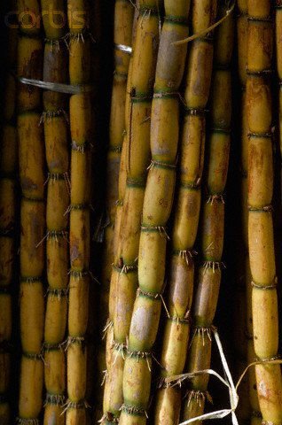SURGAR CANE