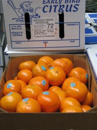 Honey Murcotts Mandarins