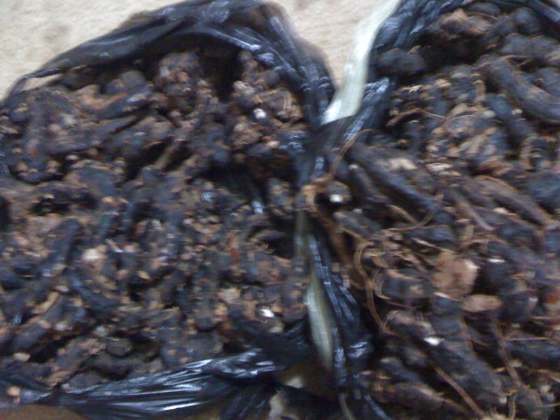Tamarind From Mali