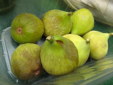  fig   fruit 