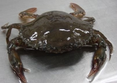 FROZEN RAW CRABMEAT (Portunnus Pelagicus)