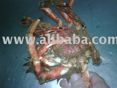 lobster spider crab