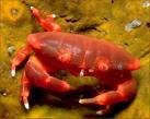 Crab