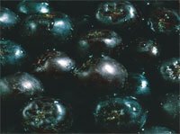 Aronia (Chokeberry) Juice Concentrate