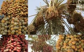 DATE FRUIT