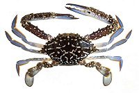 Blue Swimmer Crab