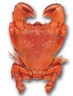 Spanner Crab
