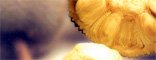 Jackfruit