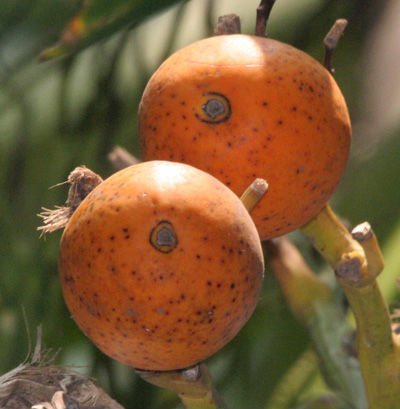 Areca Palm Fruit