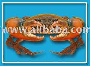 Indonesia Crab