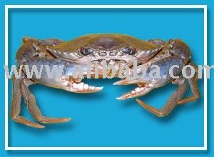 Sri Lanka Crab