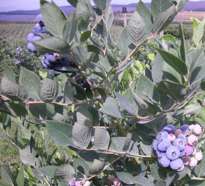 blueberry fruit