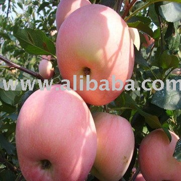 fresh red fuji apple
