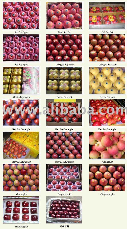 Fuji  apple s,Golden Fuji  apple s,Golden Marshal  apple s, New  Red Star  apple s,Gala  apple s, Qinguan   apple s(