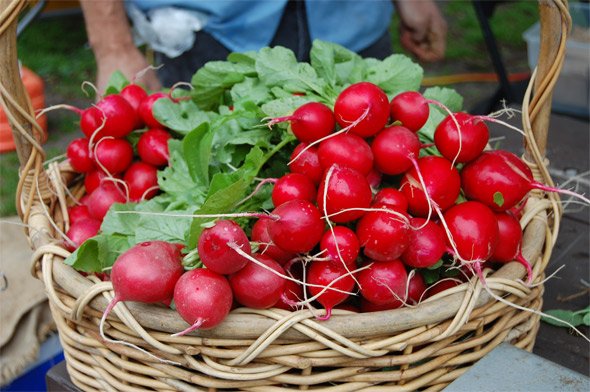 Fresh Radish for sale