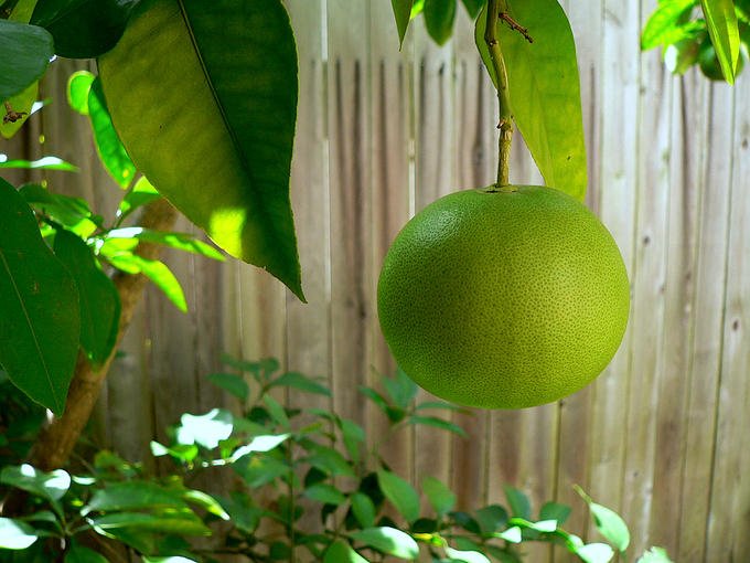 Fresh Orange for export