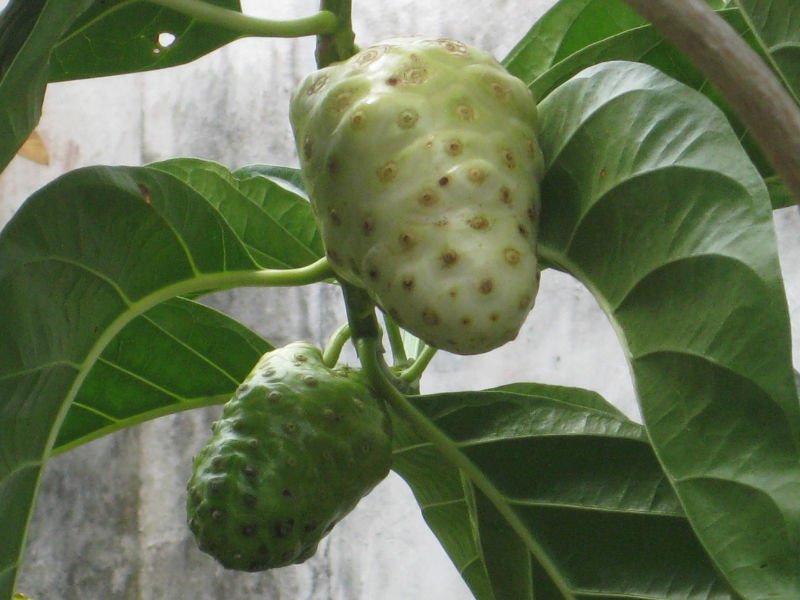 Noni Fruit,Indonesia price supplier - 21food