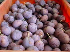 PRUNE / MOYER