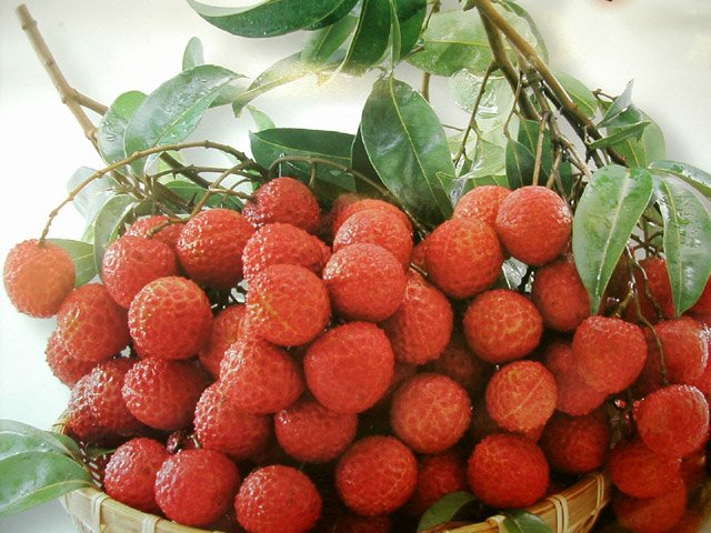 fresh Litchi