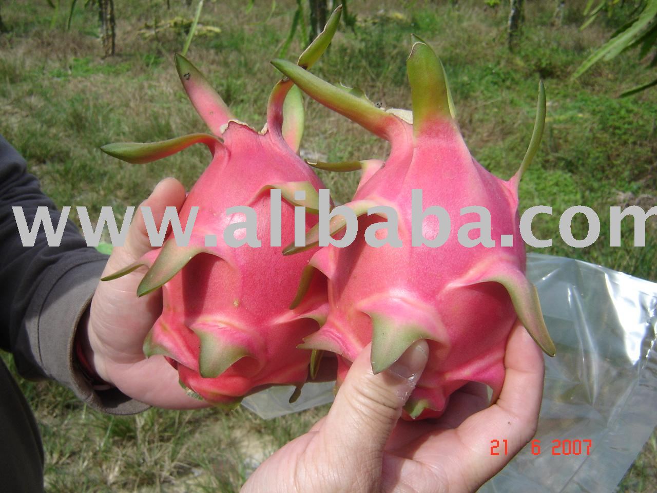 Dragonfruit