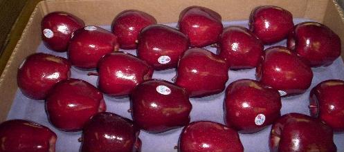 Fruit