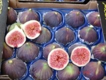 Black Fig