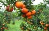 fresh orange