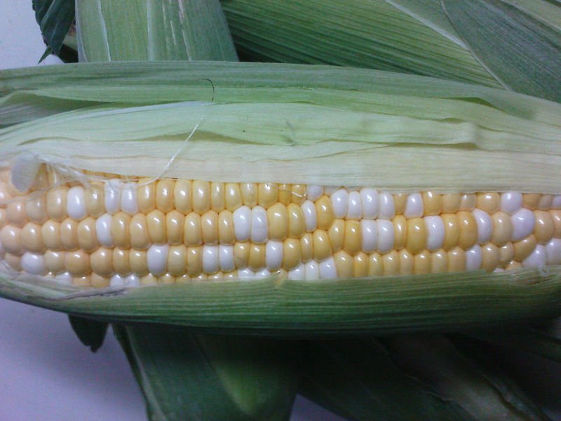 corn grade 1