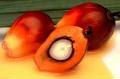  palm   fruit s