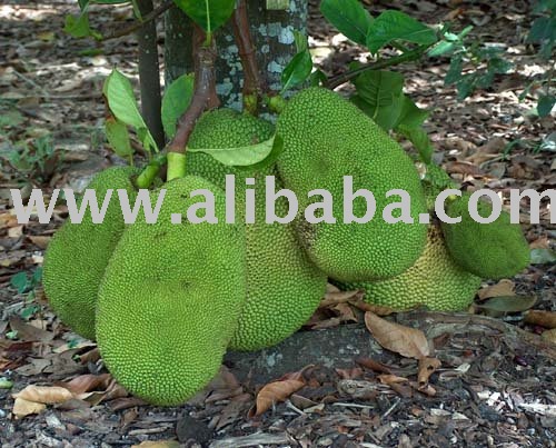 JACK FRUITS