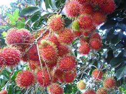 Rambutans