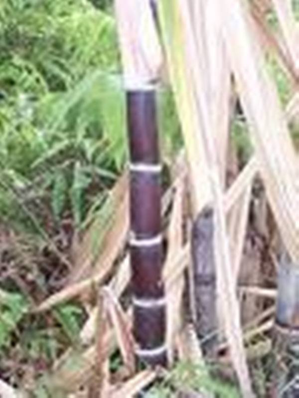 black sugar cane