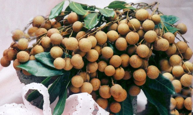 fresh Longan