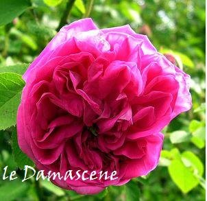 rosa damascena,Syrian Arab Republic price supplier - 21food