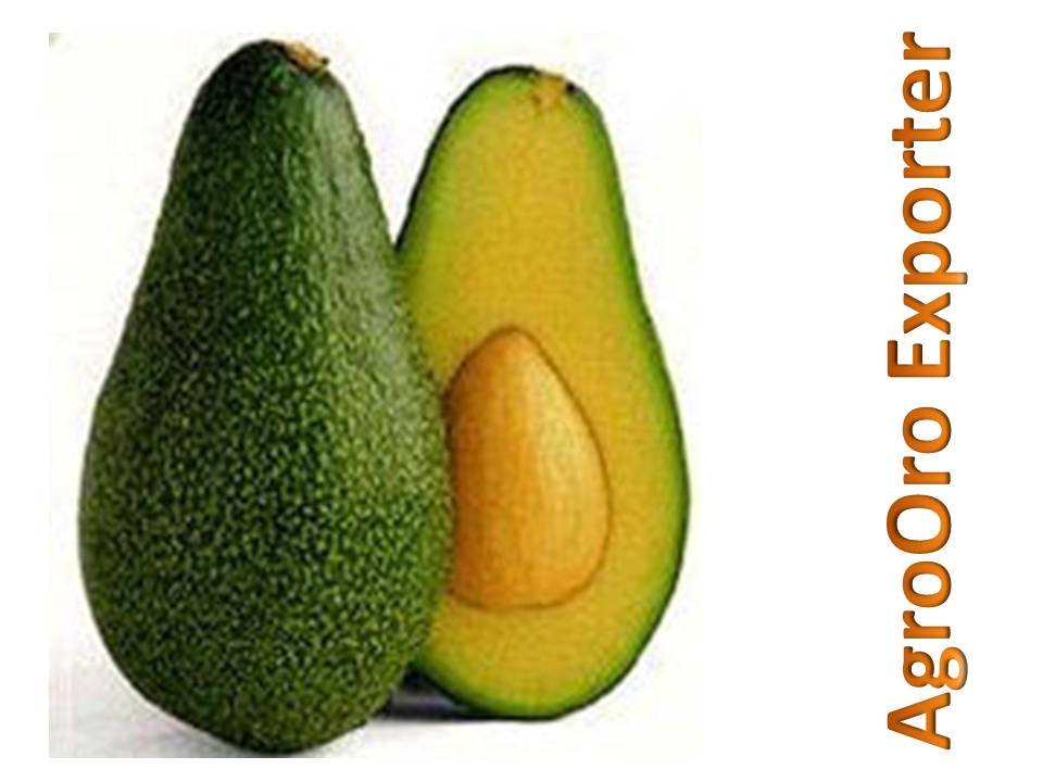 Avocados,Costa Rica AgroOro Exporter price supplier - 21food