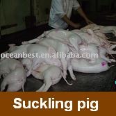 Vietnam Porkling