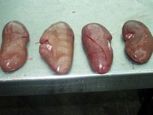 590 Pork KIDNEY