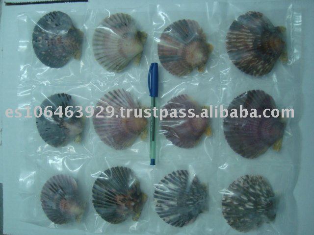 scallop half shell